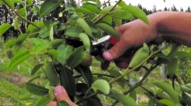 Imagen de La importancia de la poda en verde