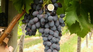 La uva de mesa y la diversificación económica regional