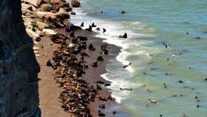 Gripe aviar: solicitan no ingresar a las playas públicas desde El Cóndor hasta La Lobería