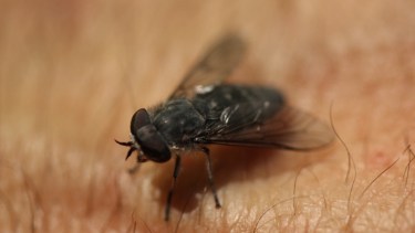 La invasión de tábanos se hace sentir. Imagen de specie del género 
Dasybasis. Foto: gentileza Juan Paritsis