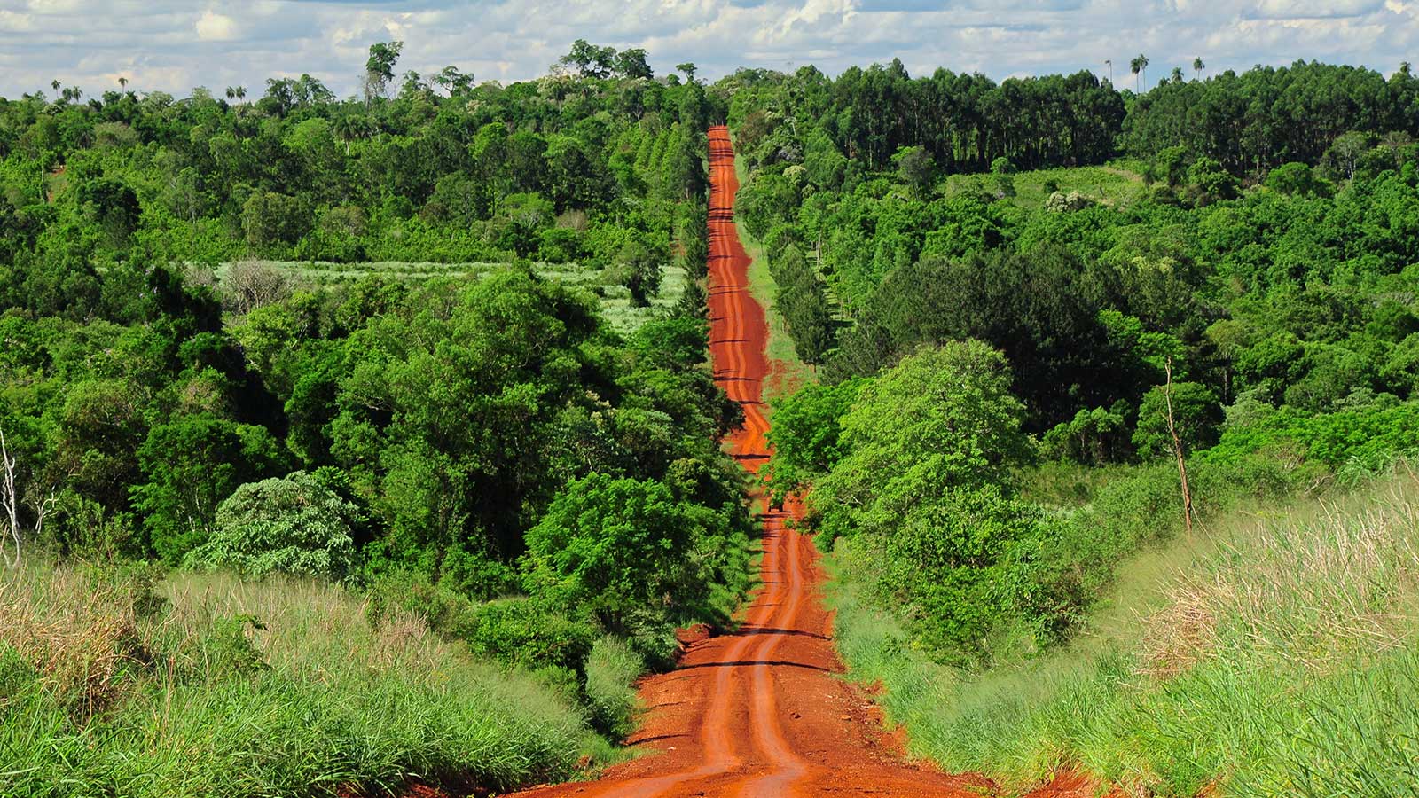 La selva misionera es una reserva de biodiversidad y cuenta con cerca de 1,5 millones de hectáreas que se buscan preservar.