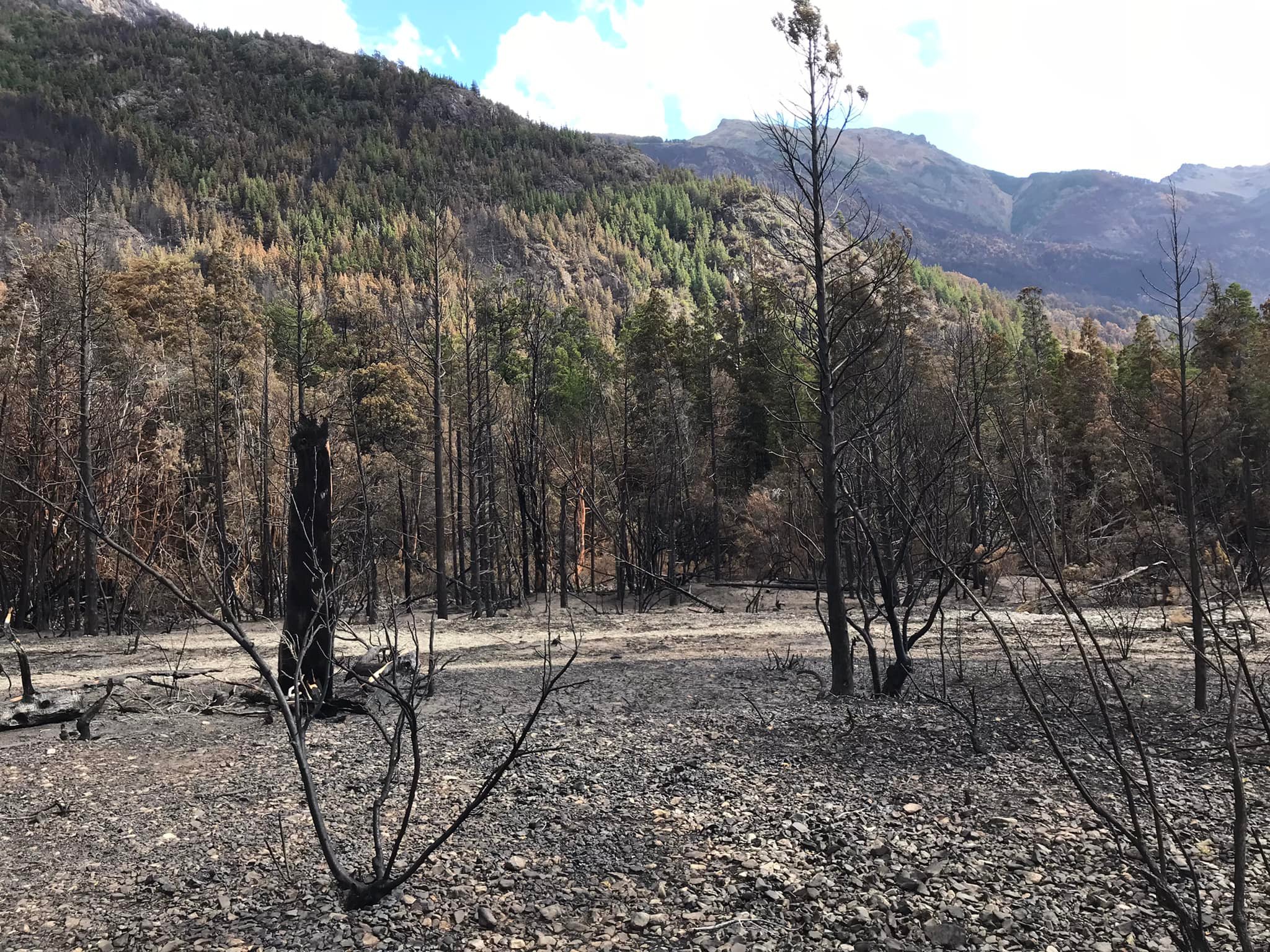 La vegetación nativa arrasada en la zona de lago Steffen, a un mes del inicio del incendio que se mantiene activo. Gentileza: Flia. Montero