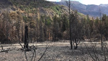 La vegetación nativa arrasada en la zona de lago Steffen, a un mes del inicio del incendio que se mantiene activo. Gentileza: Flia. Montero