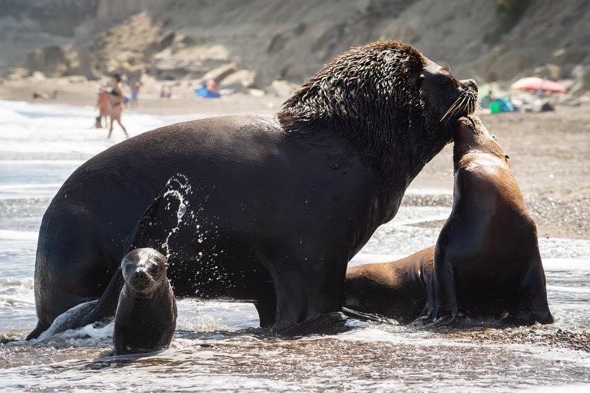 Lobos marinos asombraron a los turistas en una playa del camino más lindo  de Río Negro