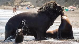 Lobos marinos asombraron a los turistas en una playa del camino más lindo de Río Negro