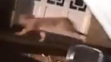 Una pareja grabó al puma que caminaba en la vereda.