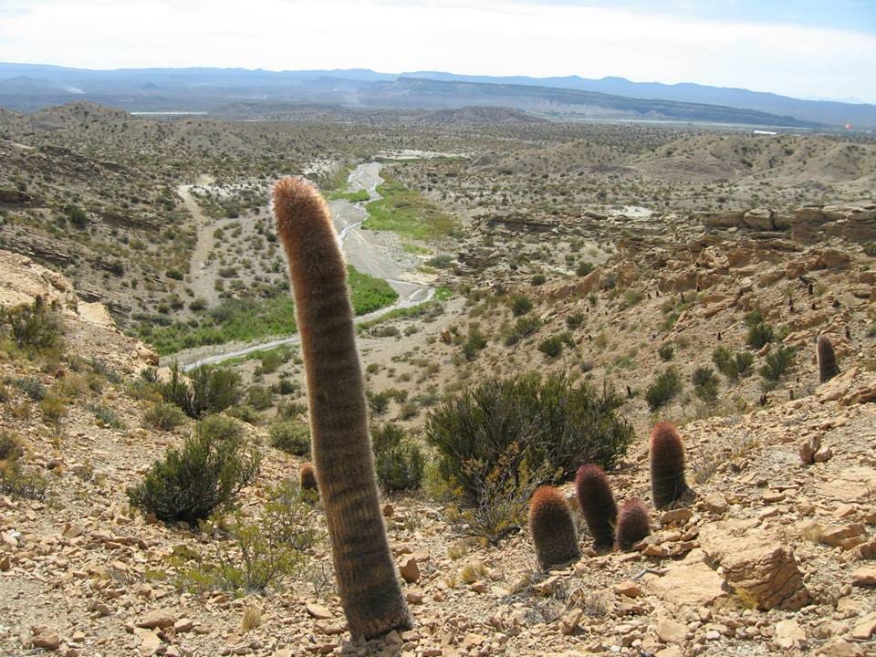 El evento de senderismo Valle de los Cactus, cerro Pequenco consiste de una caminata de baja intensidad.