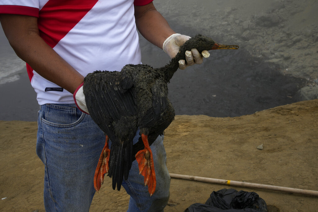 Las autoridades peruanas hallaron empetroladas a múltiples especies marinas muertas. (Foto: AP)