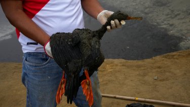 Las autoridades peruanas hallaron empetroladas a múltiples especies marinas muertas. (Foto: AP)