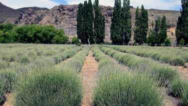 El predio donde crecen diversas especies de lavanda, en Villa Llanquín, tiene una hectárea y media y ofrecen visitas guiadas. Foto: Chino Leiva