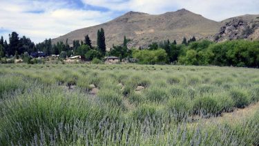 Entre 100 y 200 visitantes llegan de lunes a viernes a Villa Llanquín. Los fines de semana, son entre 800 y 1.000. Las razones están a la vista. Foto: Alfedo Leiva