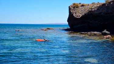 Gran cantidad de peces muertos en el Mari Menuco.