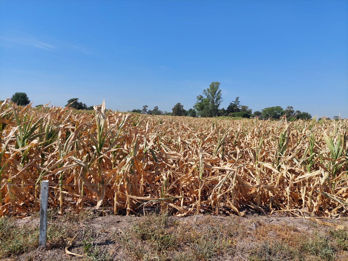 La sequía impacta fuertemente en el mercado agropecuario.
