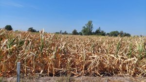 Dólares: preocupa al Gobierno la sequía y su impacto en la cosecha