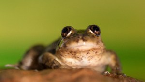 Creció la población de la ranita de Valcheta, una especie en peligro