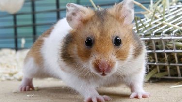Hong Kong sacrificará 2 mil hámsters por un brote de coronavirus. 