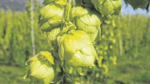Aniversario de El Bolsón: Lúpulo, la otra joya de la región