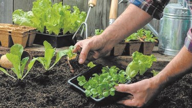 ¿Hay algo más placentero que ver crecer y luego poder comer aquello que plantamos y cuidamos?