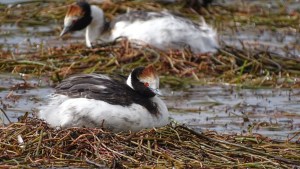 Una esperanza: Volvió a nacer un pichón de macá tobiano en Patagonia