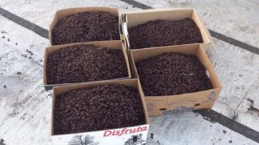 Explicaron que la invasión de cascarudos en La Pampa fue por la demora de lluvias