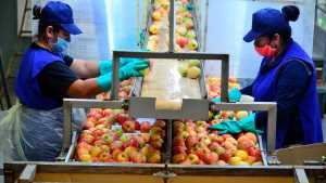 El consumo de manzanas está en los mínimos de los últimos 60 años