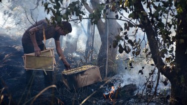 El siniestro comenzó pasadas las 13 en Ruta 22 casi Ruta 6. Unas cinco dotaciones de bomberos de Roca y Cervantes acudieron al lugar. Foto Andrés Maripe