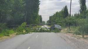Cayeron árboles y postes por los fuertes vientos en Roca