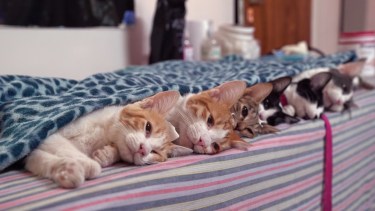 La castración masiva de gatos y gatas se realizará el sábado 19 en Parque Industrial Neuquén (foto Archivo)