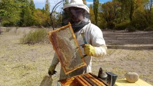 La apicultura avanza en el Valle y esperan una buena cosecha