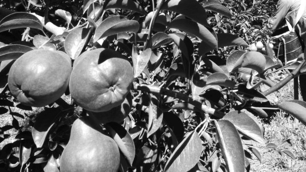 La impotencia de volver a los ‘70 en materia de comercio frutícola