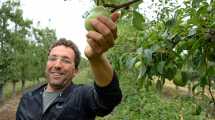 Imagen de Este allense no puede dejar de plantar frutales: segunda generación de chacareros