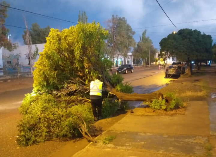 Un árbol ubicado frente a la escuela 277 cayó producto del viento. Foto: Gentileza Municipalidad de Centenario.