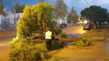 Un árbol ubicado frente a la escuela 277 cayó producto del viento. Foto: Gentileza Municipalidad de Centenario.