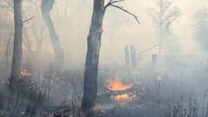Por qué los incendios forestales en Patagonia Norte vuelven a repetirse