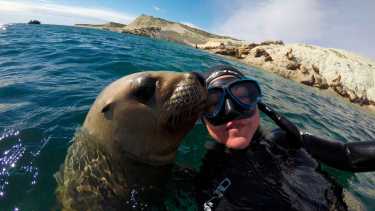 El snorkeling con lobos marinos. Una de las actividades más lindas que se disfrutan en Puerto Madryn, Chubut