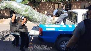 Secuestran plantas de cannabis que medían tres metros de altura en barrio de Neuquén