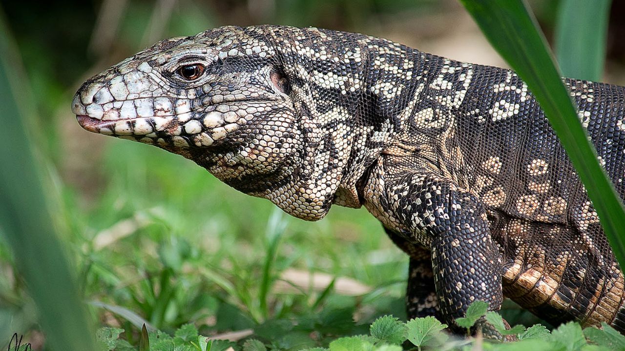 El lagarto overo es una especie autóctona de Argentina.  