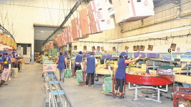 La actividad en los galpones de empaque ya está en marcha. (foto: Néstor Salas)