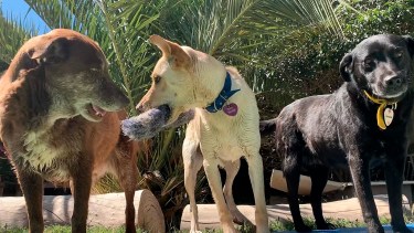 Es importante que el lugar garantice una estadía recreativa, buenas vivencias y experiencias, como socializar con otros perros.