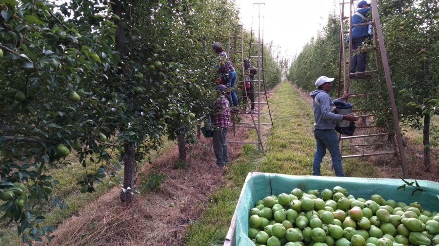 La cosecha de peras William´s da inicio a la temporada en la región.-