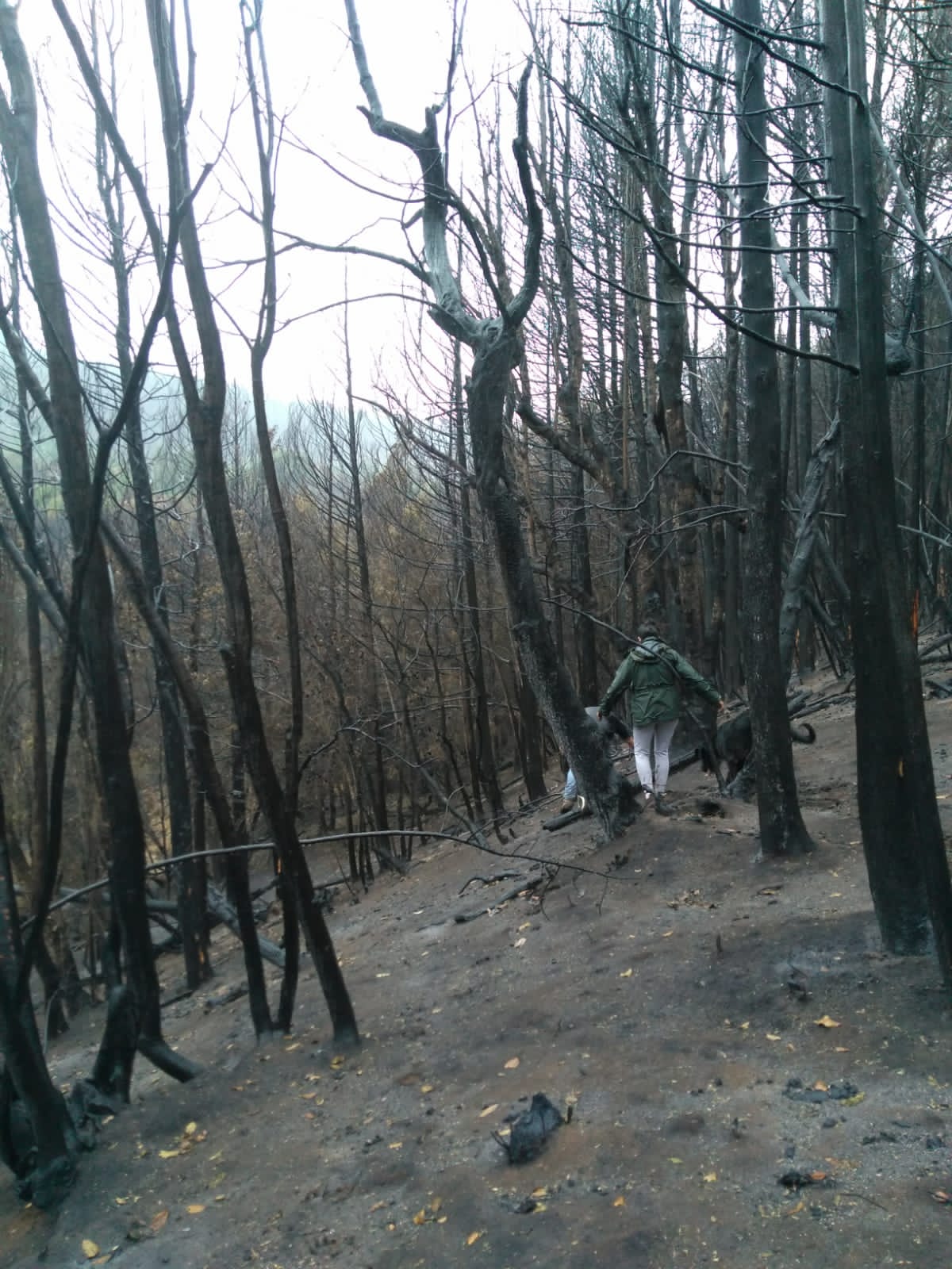Pobladores de la zona de lago Steffen recorrieron este sábado parte del bosque quemado. (foto gentileza)
