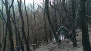 La lluvia intensa contuvo el avance del incendio de lago Martin y Steffen