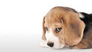 Parvovirus, una enfermedad peligrosa y de todo el año