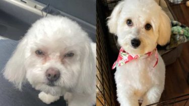 A la izquierda, el perro devuelto y, a la derecha, el perro llevado.-