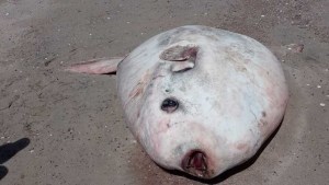 Apareció muerto un «pez luna» en San Antonio Oeste