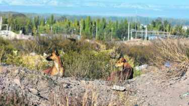Los perros sueltos pueden depredar especies amenazadas como el huemul, el pudú, la taruca, los flamencos, los pingüinos, el huillín, las corzuelas y los cauquenes. Foto Agencia Roca.