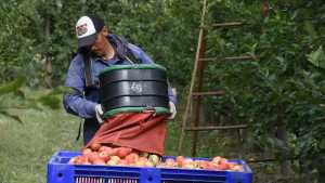 Adelantan la cosecha de la manzana Red Delicious en el Alto Valle