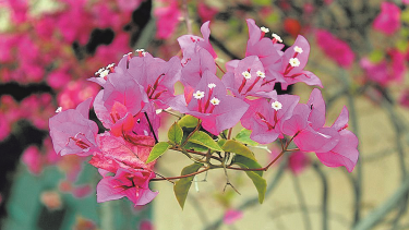 La Buganvilla es bastante resistente y, si cuenta con una estructura firma, logra adherirse sin problemas. Ideal para decorar cualquier tipo de ambientes.