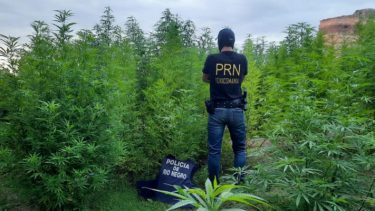 El secuestro de grandes cantidades de cannabis se realizó en el barrio El Sauce de Regina. Gentileza Policía de Río Negro.