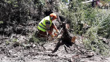 Cayeron ramas de gran porte y árboles producto de los fuertes vientos y lluvias. Foto: Defensa Civil San Martín de los Andes.